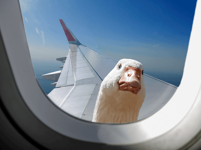 bird looking in through airplane window